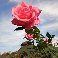 user_1e793a82