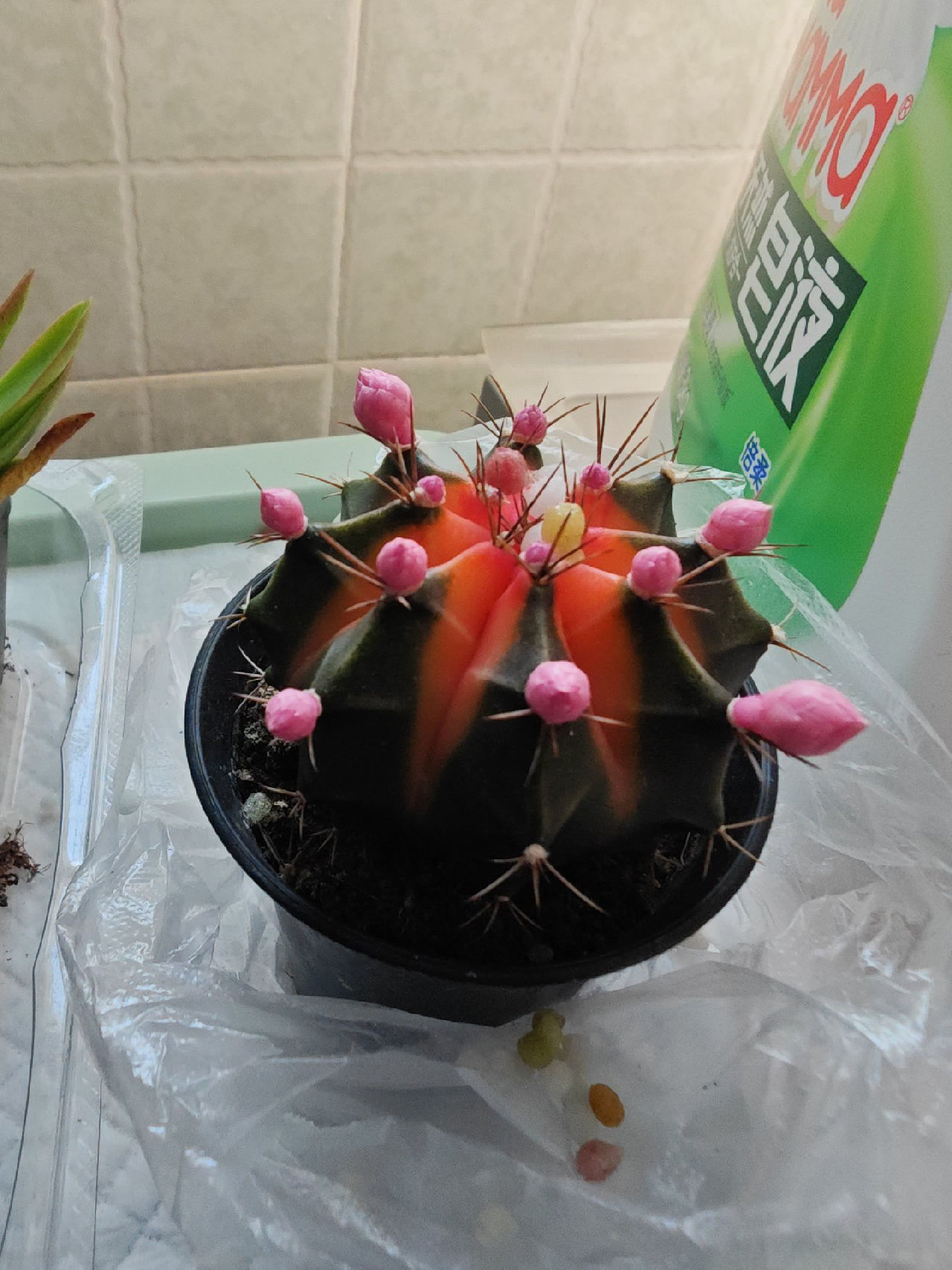 ￣一年jiao一ci水