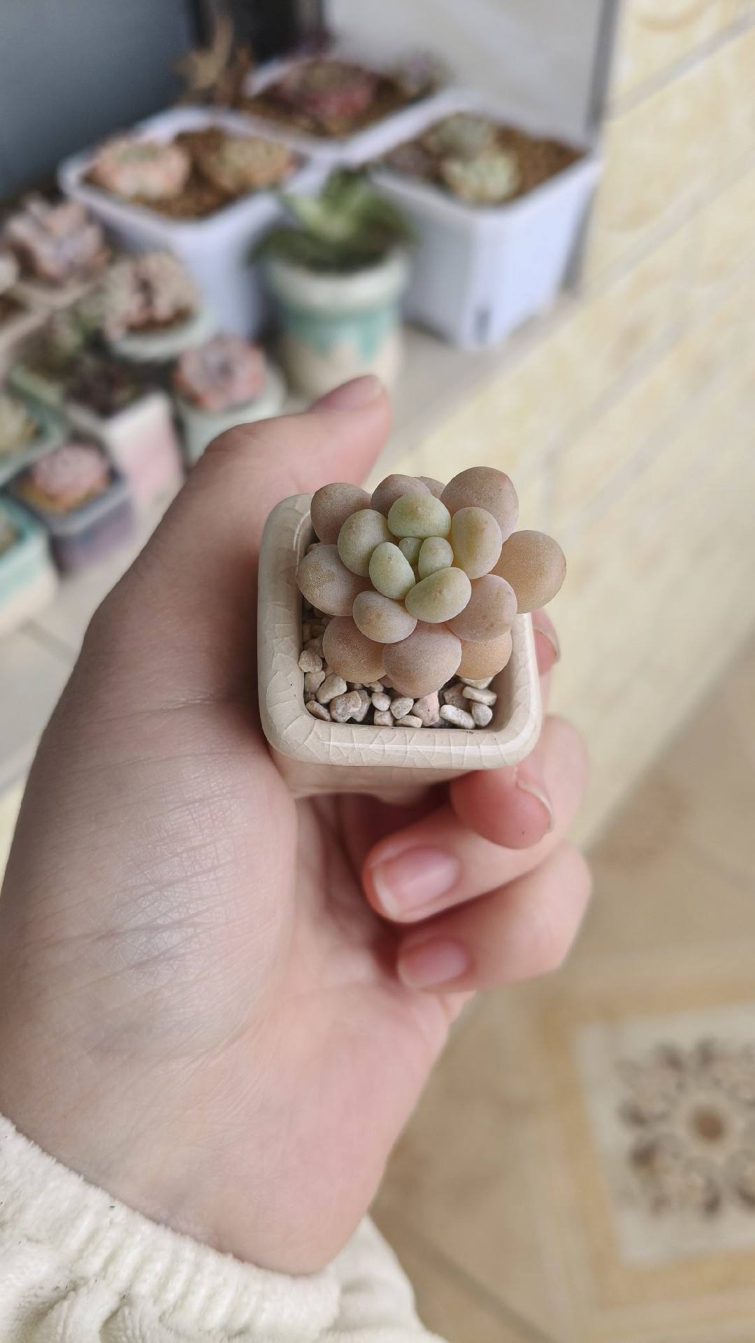 洛可可