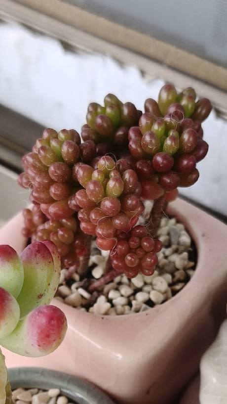 酱果