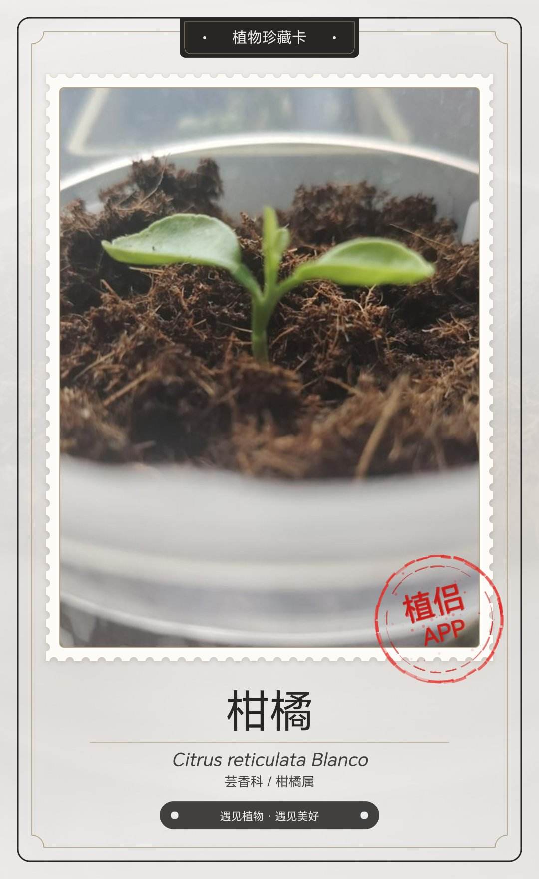 还真的是柑橘，不知长大后的酱紫(┳◇┳)