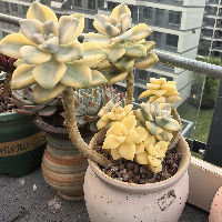 花生黄豆奶