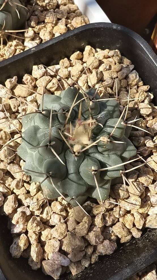 鹤巢丸