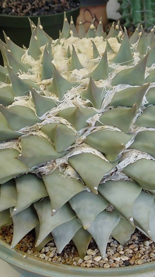 岩牡丹