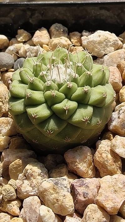 菊水