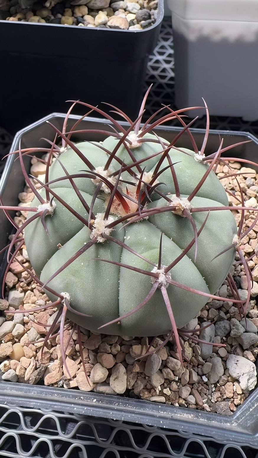 卡布雷拉