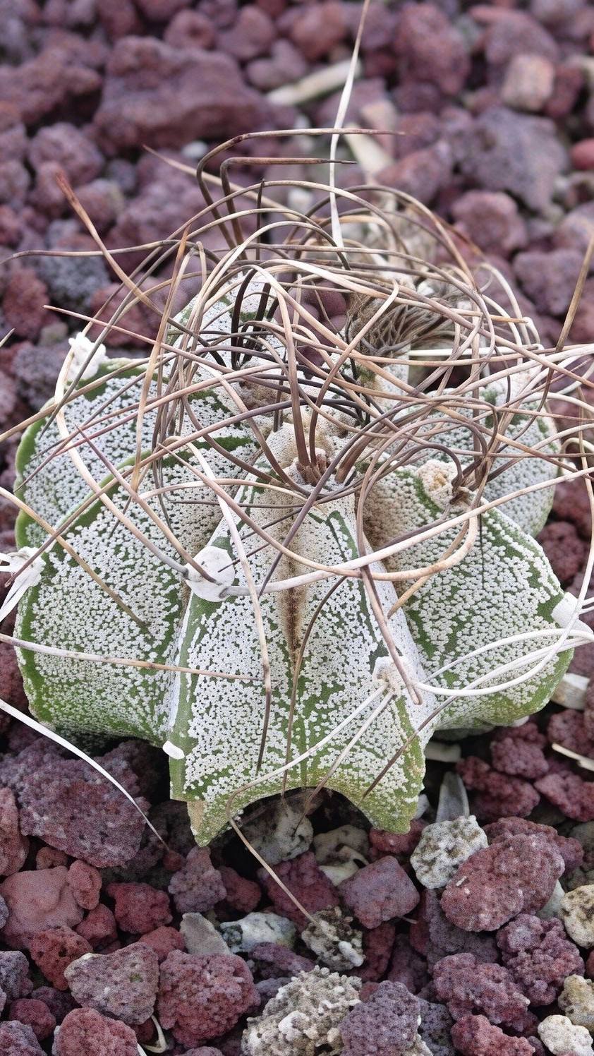 瑞凤玉