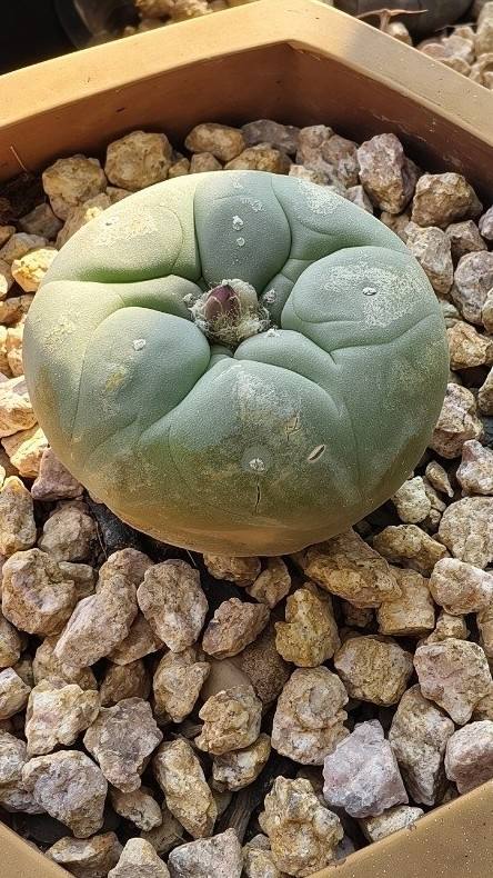 福建鱼