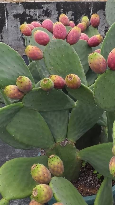 米邦塔仙人掌