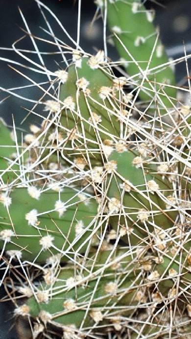 Maihueniopsis atacamensis