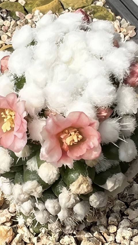 明日香姬