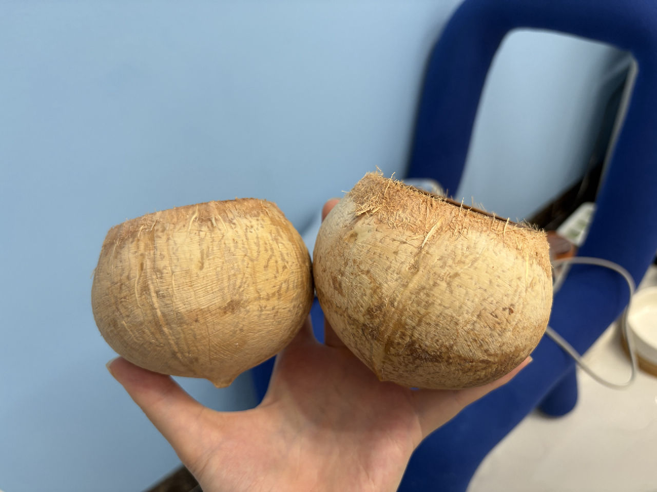 老公外卖点了两个双皮奶椰子，好好吃🤤，但是40元一碗还挺贵的，他想到椰子可以拿来当花盆，我自己是把椰肉吃得很干净的，不过他没有吃，我就把他的刮干净，现在我有两个椰子盆啦！他还说要不要打洞，我说我以前种花就用过没有孔的花盆，所以相信你老婆一定可以种得很好的，哈哈哈哈哈！
-
我还买了一些东西来装饰一下这些椰子花盆，尽请期待呀！！！