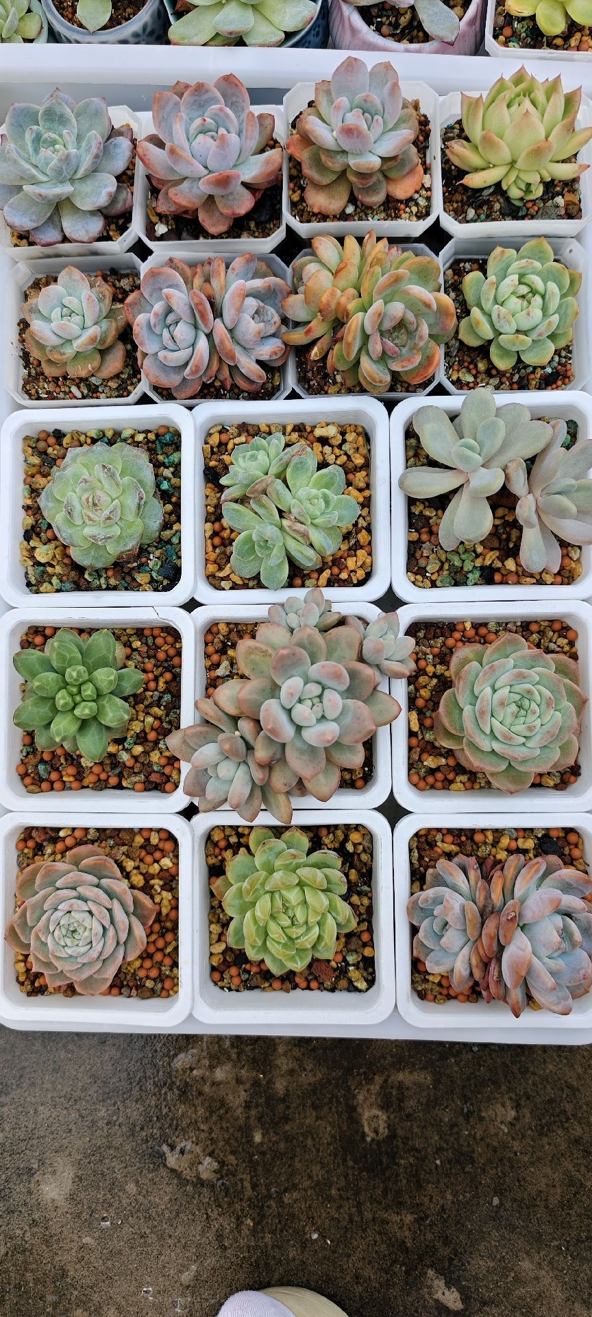 多肉太多，养不了，小的再养养，出大一点的，大小对比十方盆吧，状态也还可以。没有特别标注五块一颗，五颗包邮