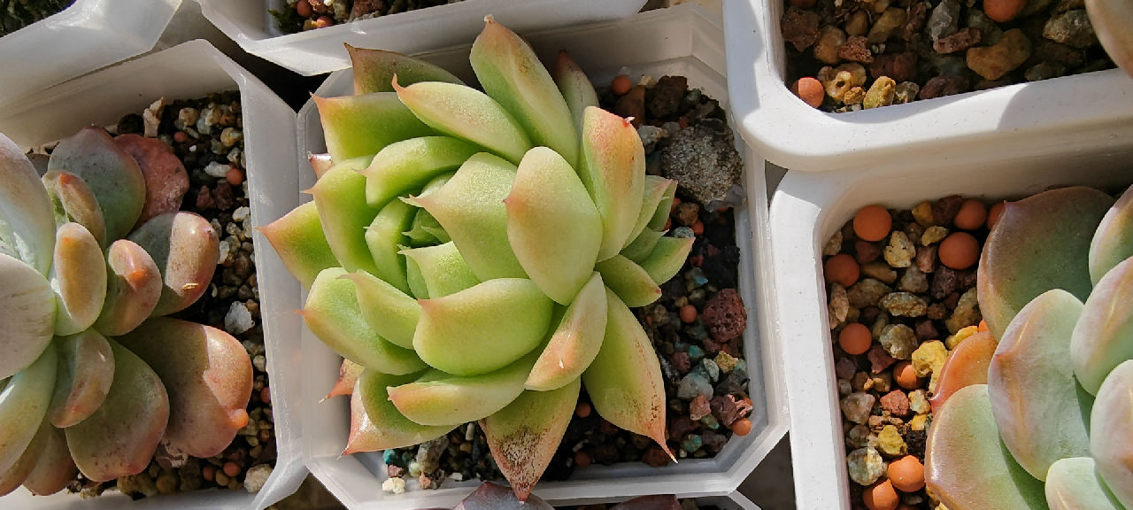 麦秆