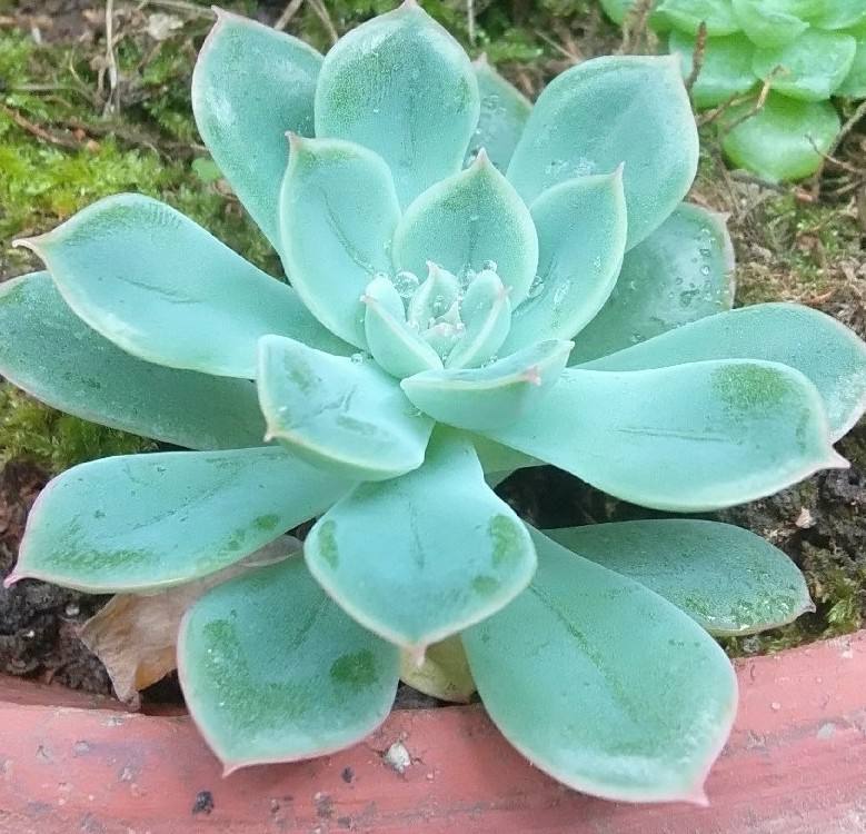来和我家这两棵对比一下。