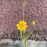 花花的花花