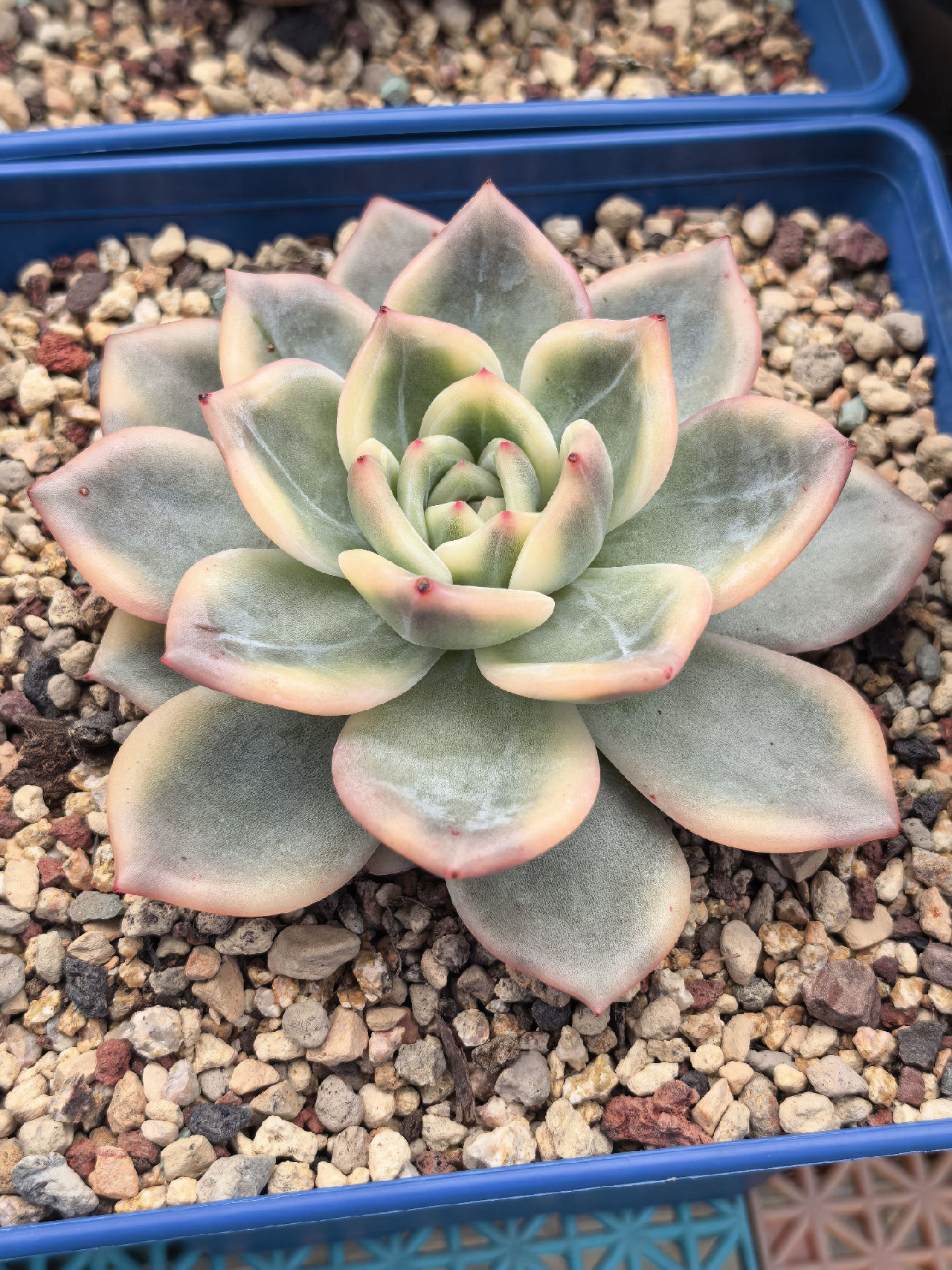 最贵的一颗