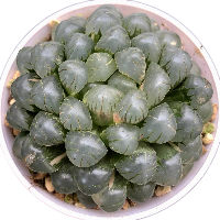 冰灯玉露小林